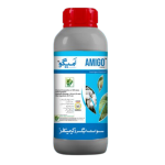 Amigo