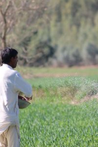 A farmer in traditional clothing spreading fertilizer in a lush green field in daylight.
