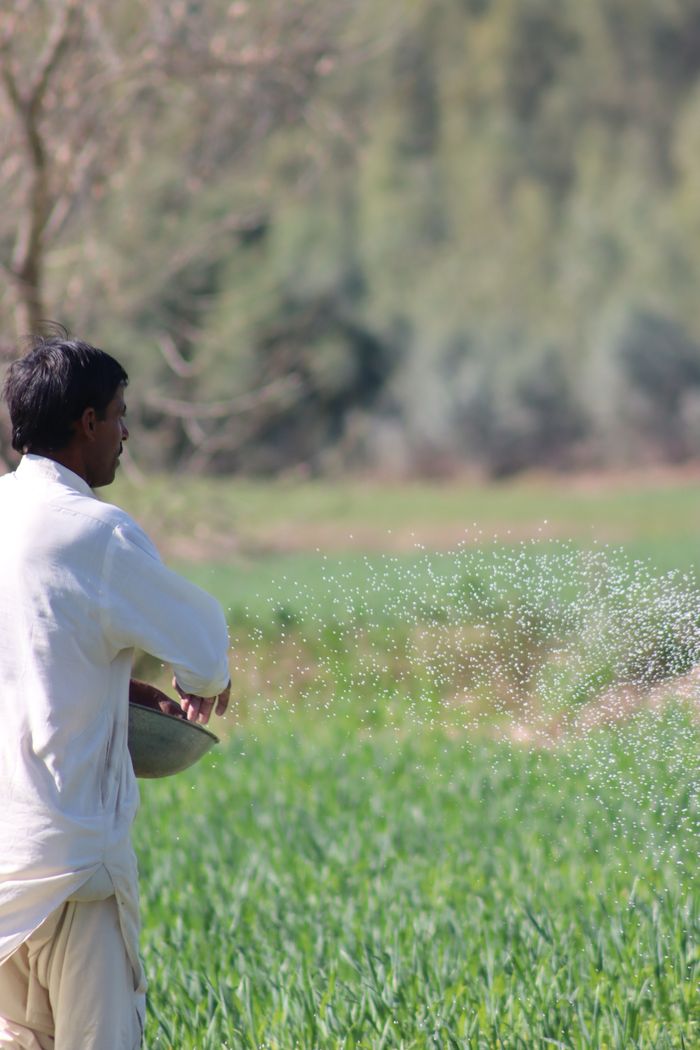 A farmer in traditional clothing spreading fertilizer in a lush green field in daylight.