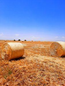 Vibrant countryside scene of hay bales in a sunlit field under a clear blue sky.